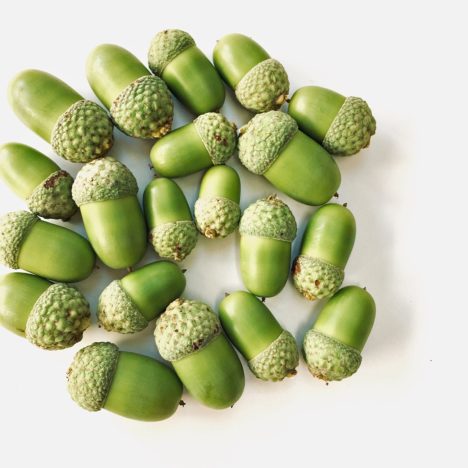 Green Acorns