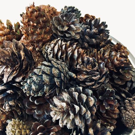 Pine Cones
